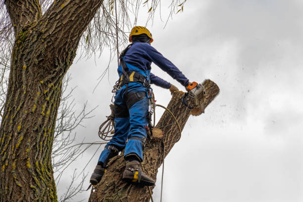 Best Hedge Trimming  in USA